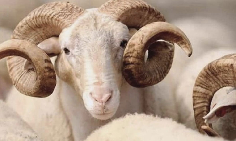 Kurban Bayramı Tatil